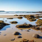 consultez les horaires et coefficients des marées à le croisic pour planifier vos activités nautiques et profiter pleinement du littoral.